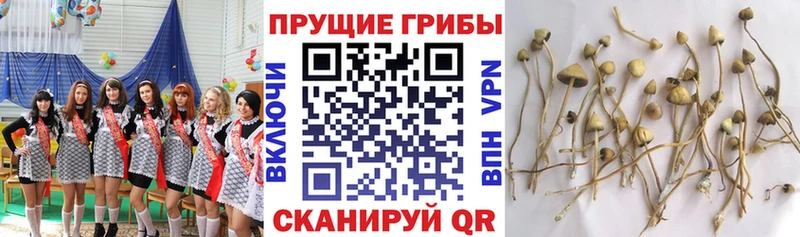 Галлюциногенные грибы Magic Shrooms  купить  цена  Горнозаводск 